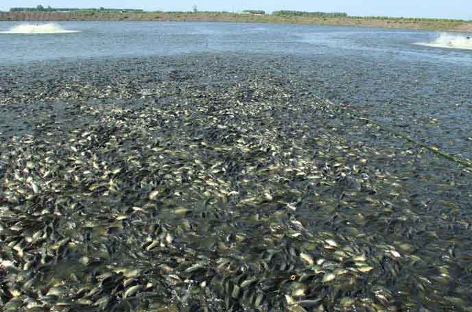 水產養殖羅茨91麻豆精品无码人色哟哟